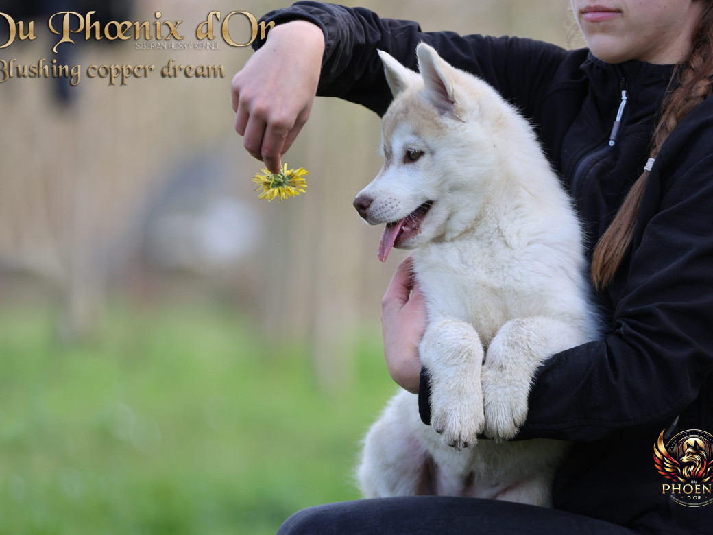 Photo 9 de Femelle 5 - Pandora x Moky (Janvier 2026)