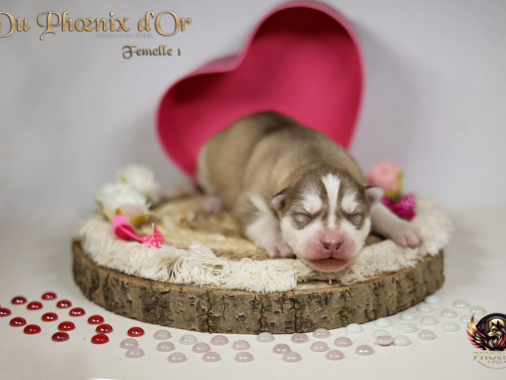 Photo 31 de Femelle 1 - Pandora x Moky (Janvier 2026)