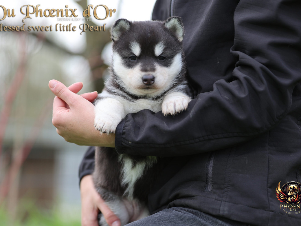 Photo 12 de Femelle 2 - Serena x Ragnar (Février 2026)