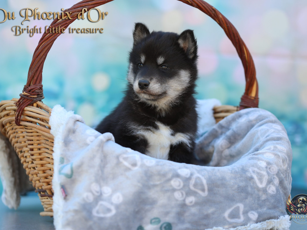 Photo 15 de Femelle 1 - Serena x Ragnar (Février 2026)