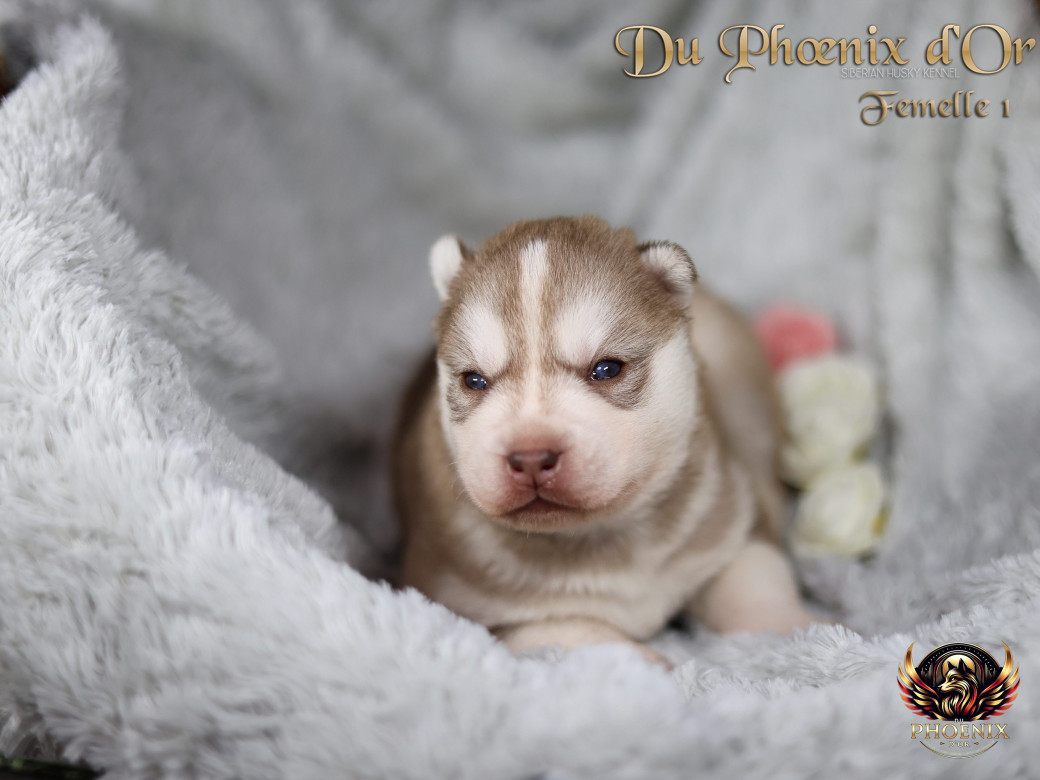 Photo 29 de Femelle 1 - Pandora x Moky (Janvier 2026)