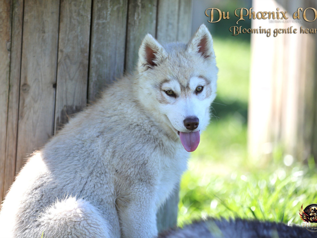 Picture of Femelle 1 - Pandora x Moky (Janvier 2026)