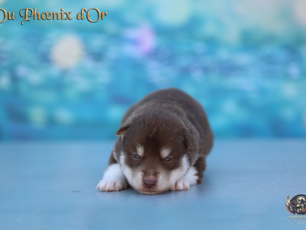 Photo 6 de Mâle 4 - Moon x Ultra (Mars 2026)