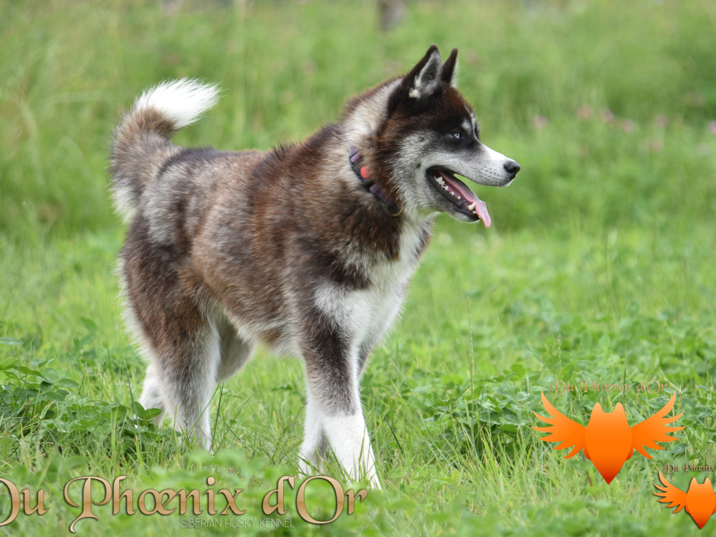 Picture of Uncover black pearl