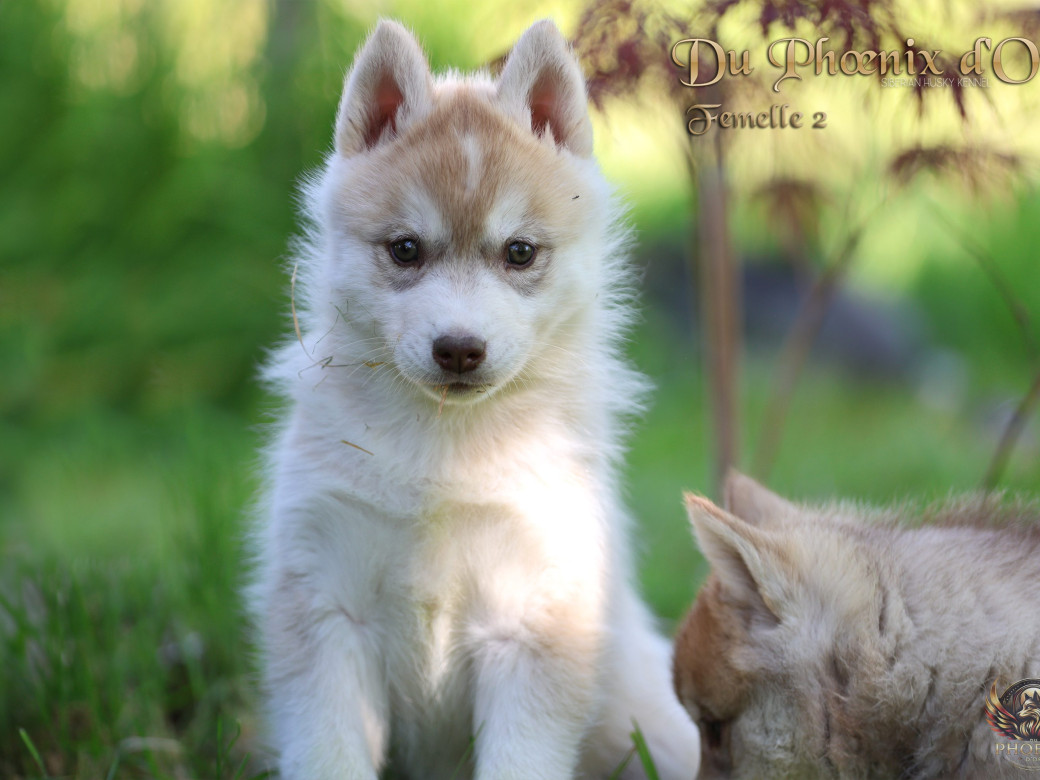 Picture of Femelle 2 - Shana x Unix (Mars 2026)