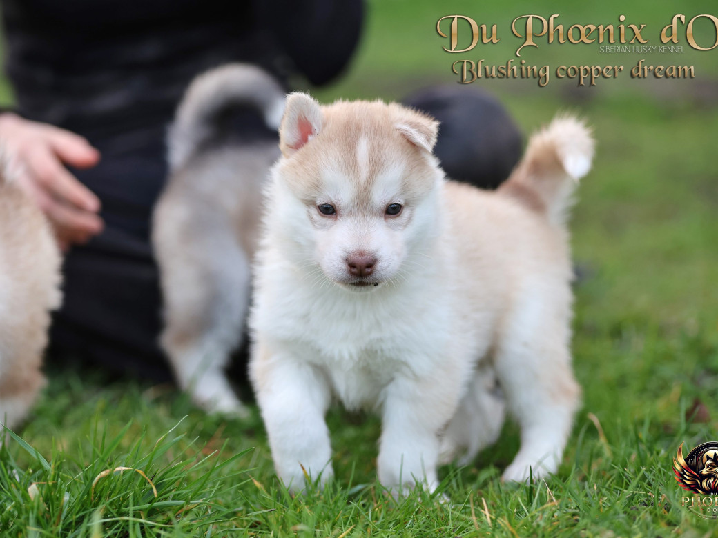 Photo 27 de Femelle 5 - Pandora x Moky (Janvier 2026)