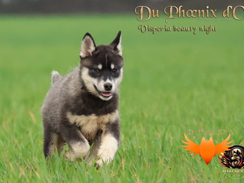 Picture of Visperia - Sky & MOKY (Décembre 2024)