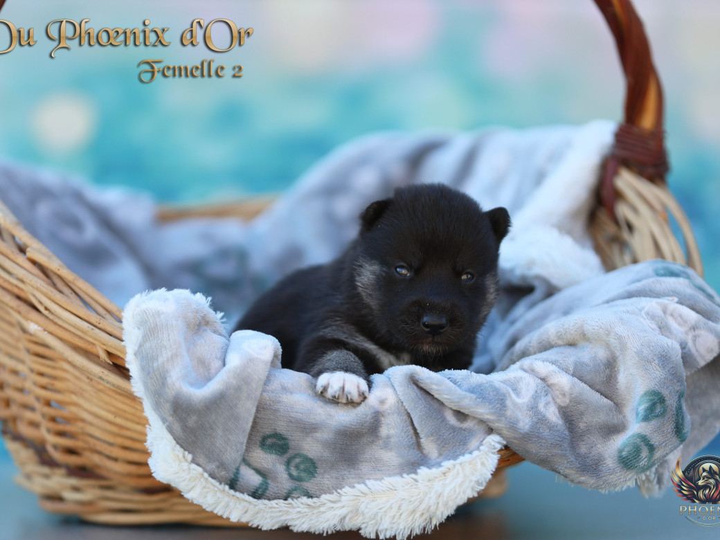 Photo 8 de Femelle 2 - Moon x Ultra (Mars 2026)