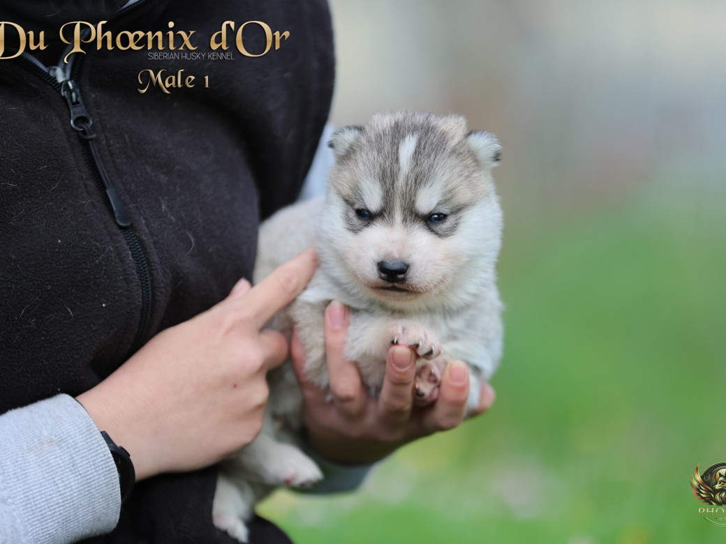 Photo 4 de Mâle 1 - Shana x Unix (Mars 2026)