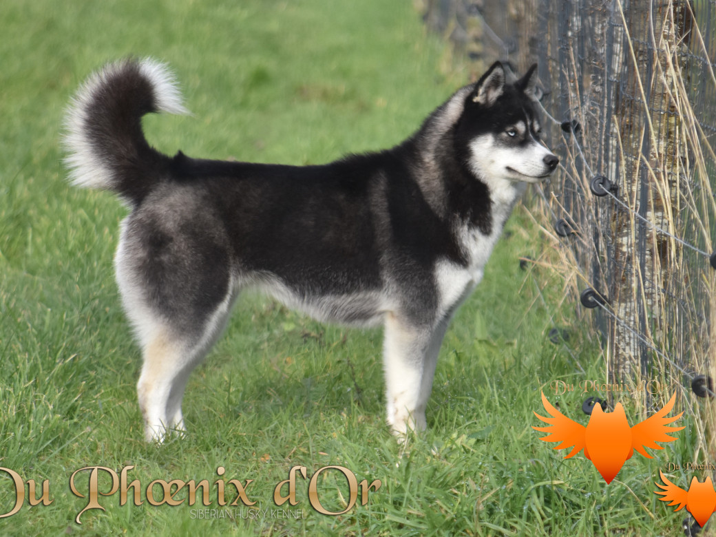 Picture of Uncover black pearl