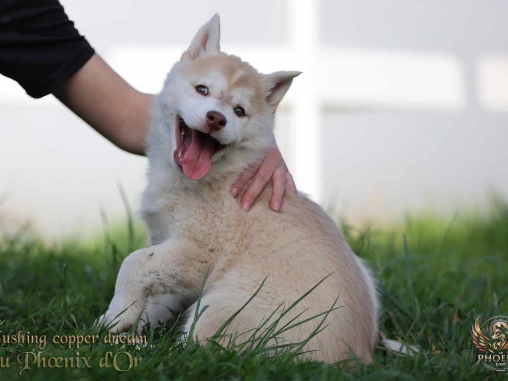 Photo 18 de Femelle 1 - Pandora x Moky (Janvier 2026)