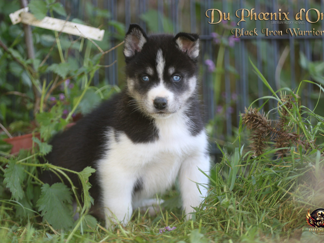 Photo 4 de Mâle 3 - Moon x Ultra (Mars 2026)