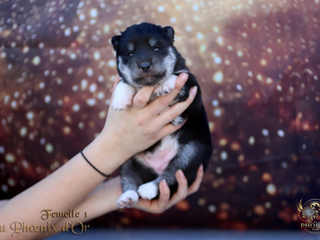 Photo 22 de Femelle 1 - Serena x Ragnar (Février 2026)