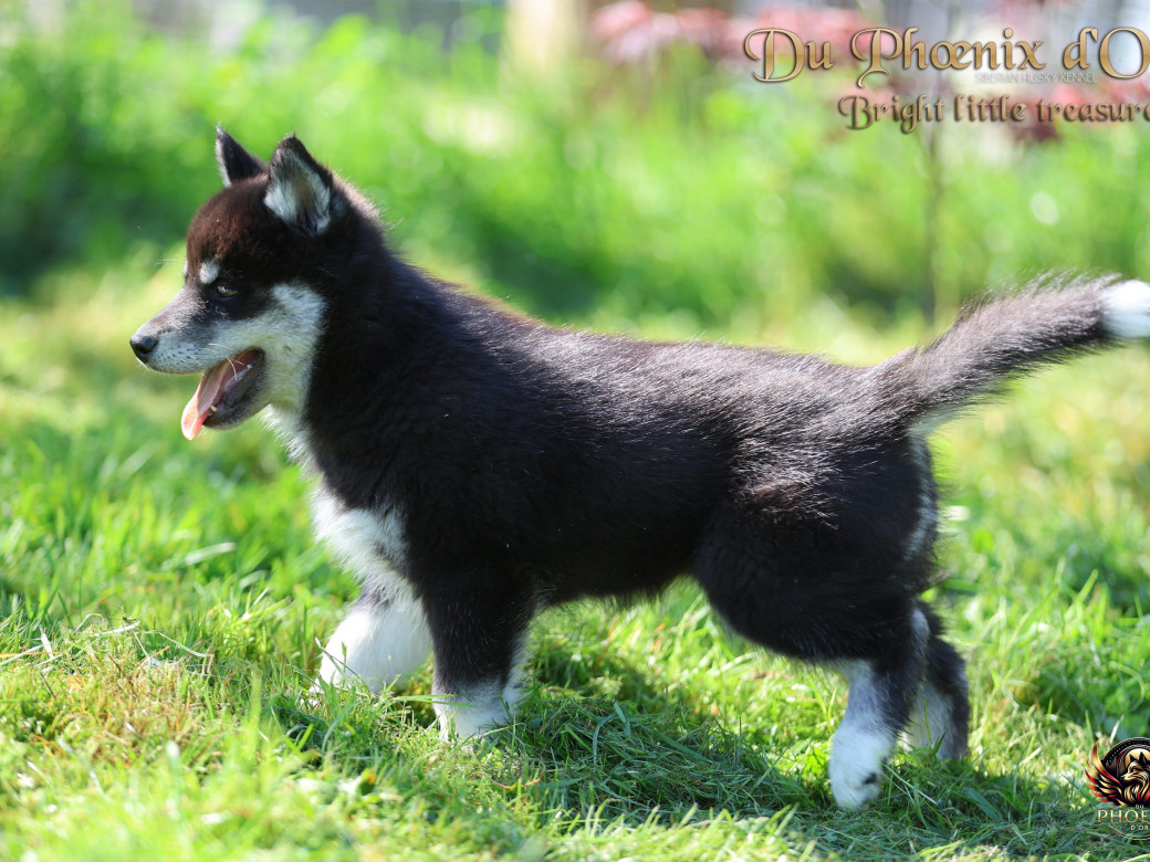 Photo 3 de Femelle 1 - Serena x Ragnar (Février 2026)