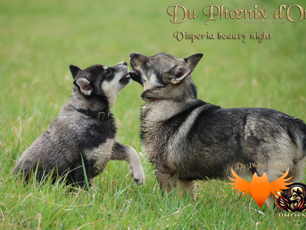 Picture of Visperia - Sky & MOKY (Décembre 2024)