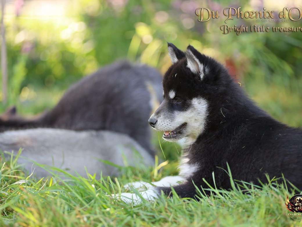 Photo 6 de Femelle 1 - Serena x Ragnar (Février 2026)