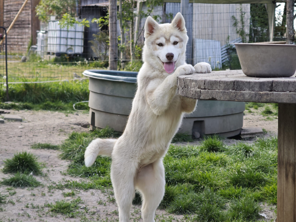 Photo 1 de Femelle 1 - Pandora x Moky (Janvier 2026)