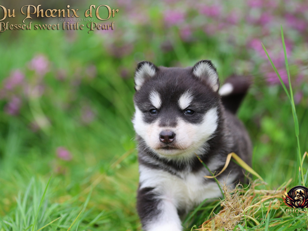 Photo 14 de Femelle 2 - Serena x Ragnar (Février 2026)