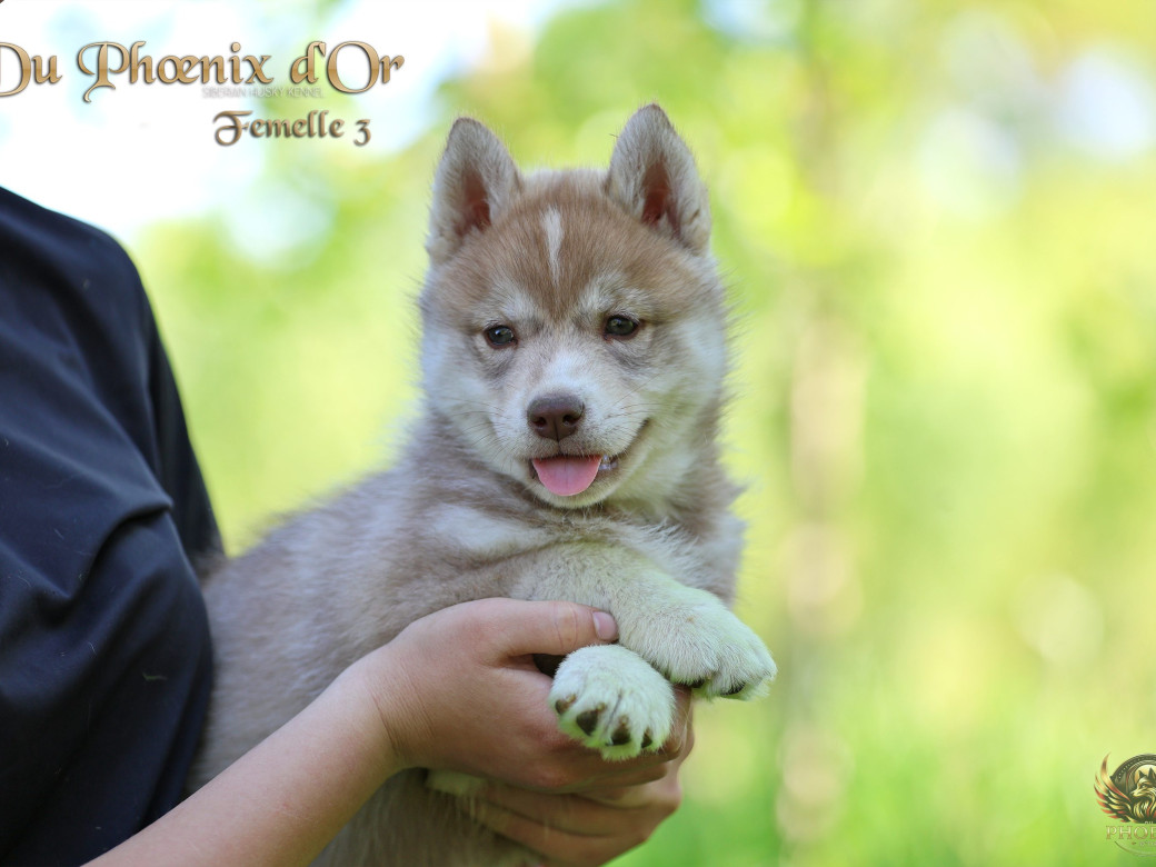 Picture of Femelle 3 - Shana x Unix (Mars 2026)