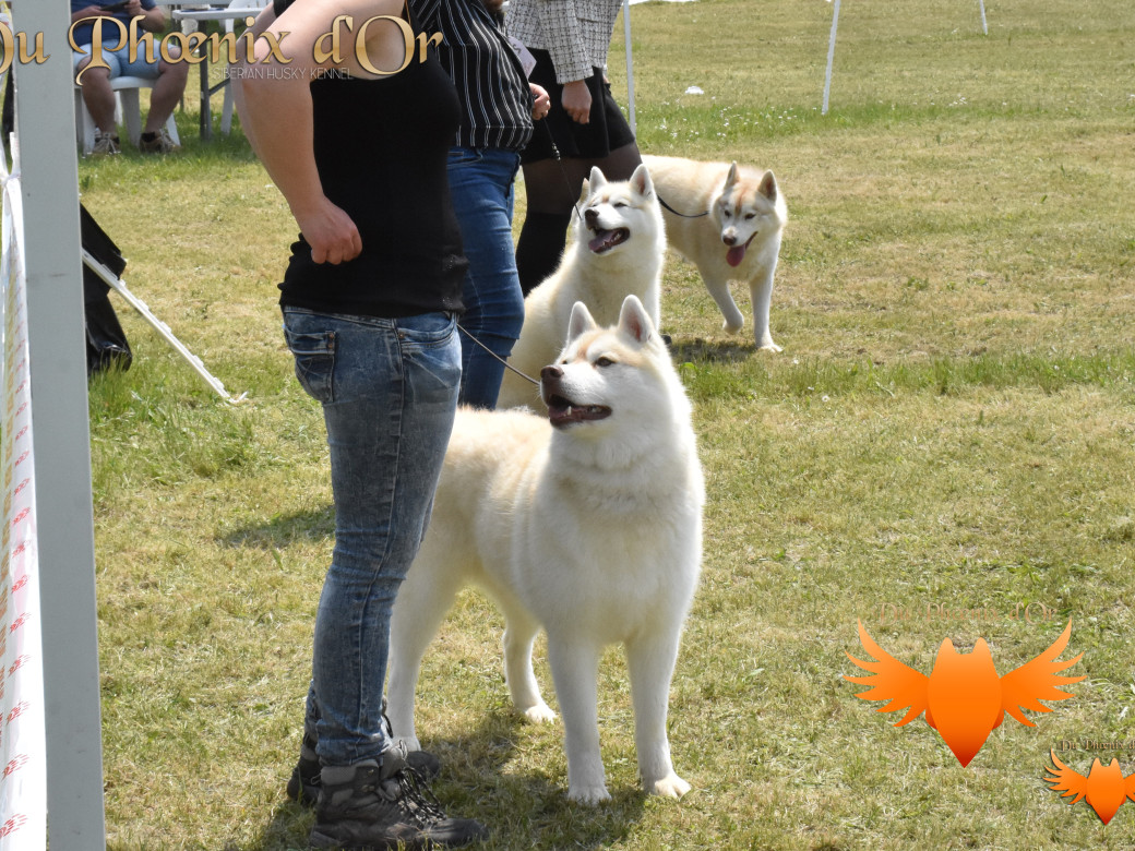 Picture of Serena Lavender du Phoenix d'or