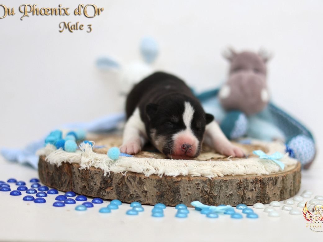 Photo 15 de Mâle 3 - Moon x Ultra (Mars 2026)