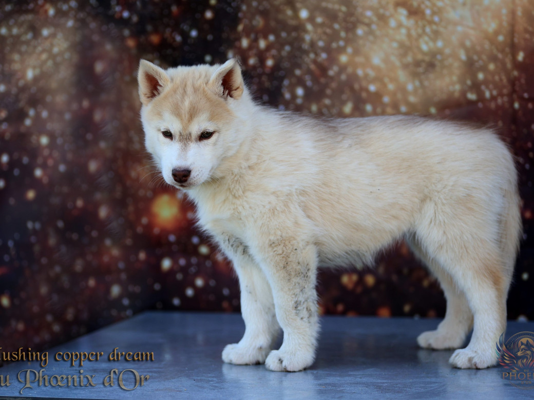 Photo 21 de Femelle 5 - Pandora x Moky (Janvier 2026)