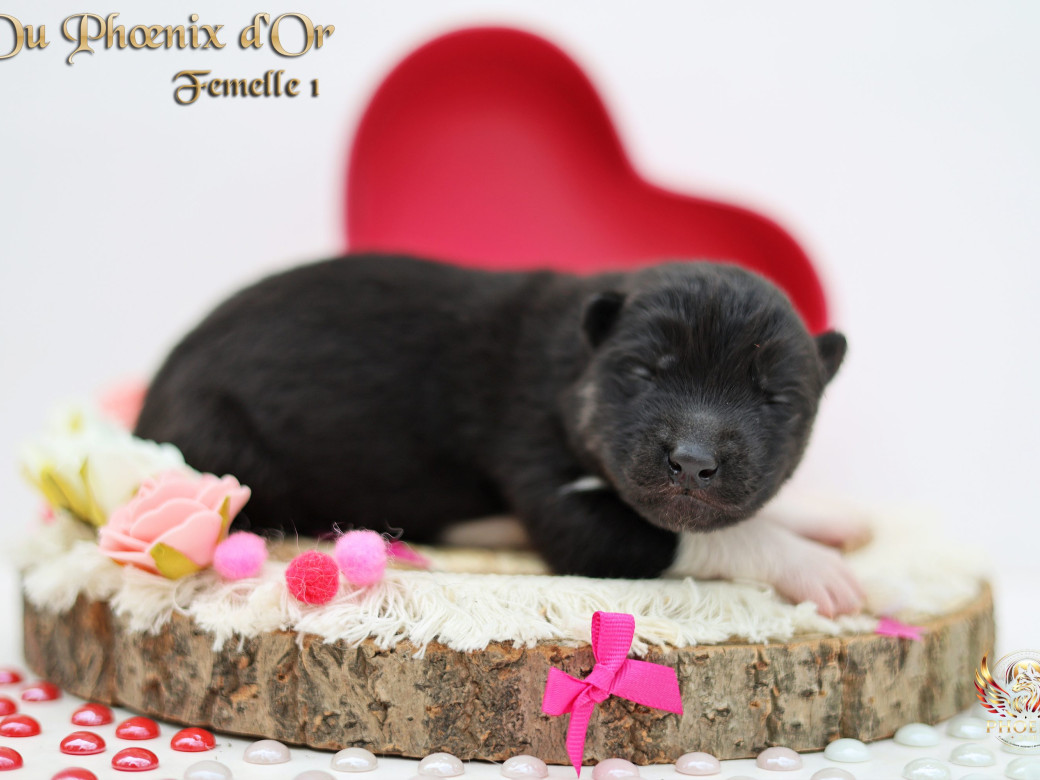 Photo 12 de Femelle 2 - Moon x Ultra (Mars 2026)