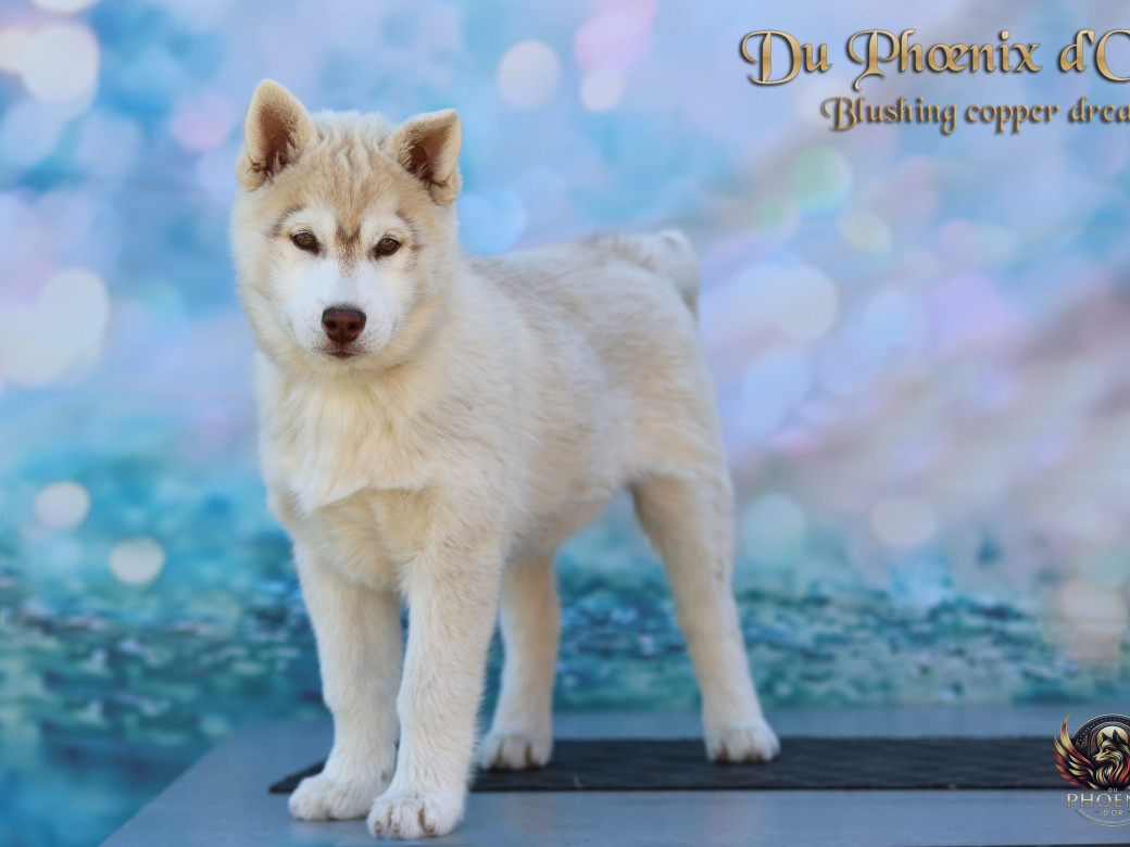 Photo 5 de Femelle 5 - Pandora x Moky (Janvier 2026)