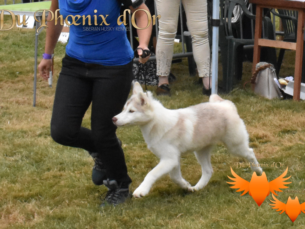 Picture of Sweetness of an angel du Phoenix d'or