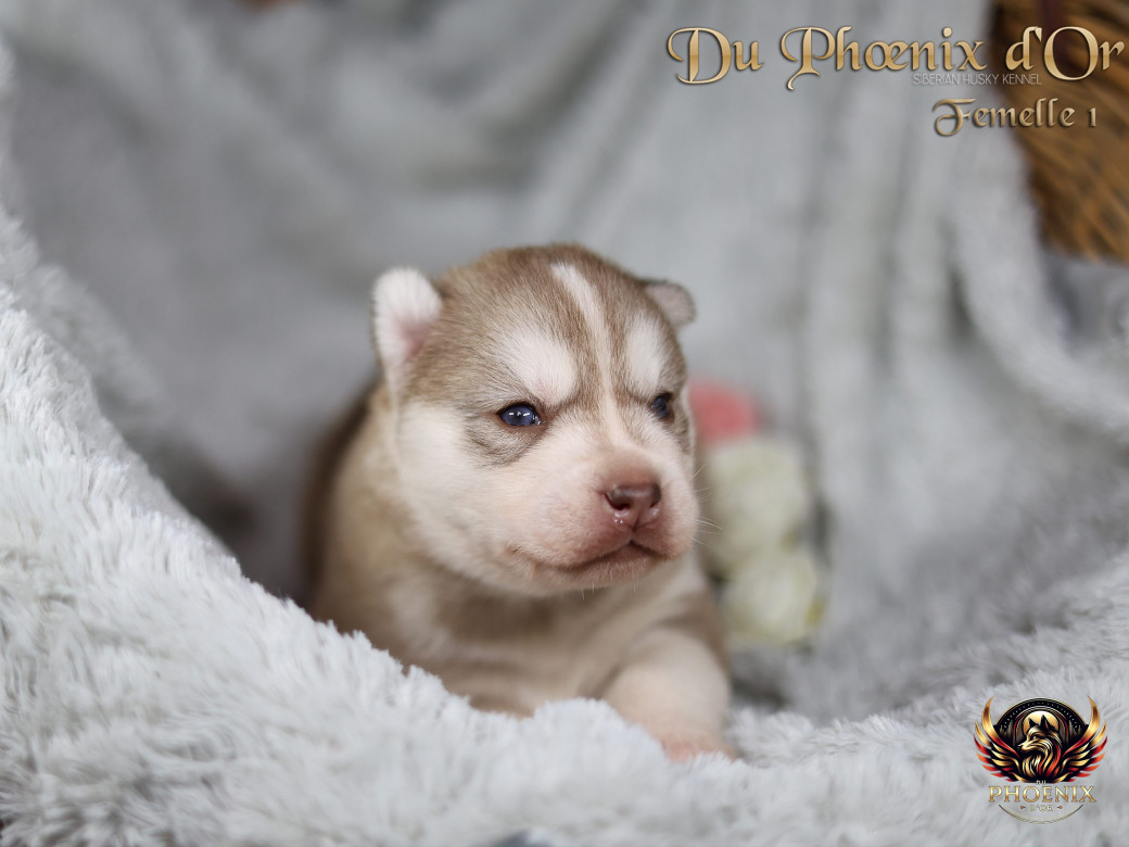 Photo 27 de Femelle 1 - Pandora x Moky (Janvier 2026)