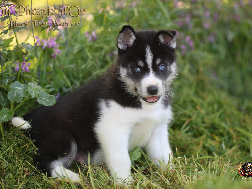 Photo 1 de Mâle 3 - Moon x Ultra (Mars 2026)