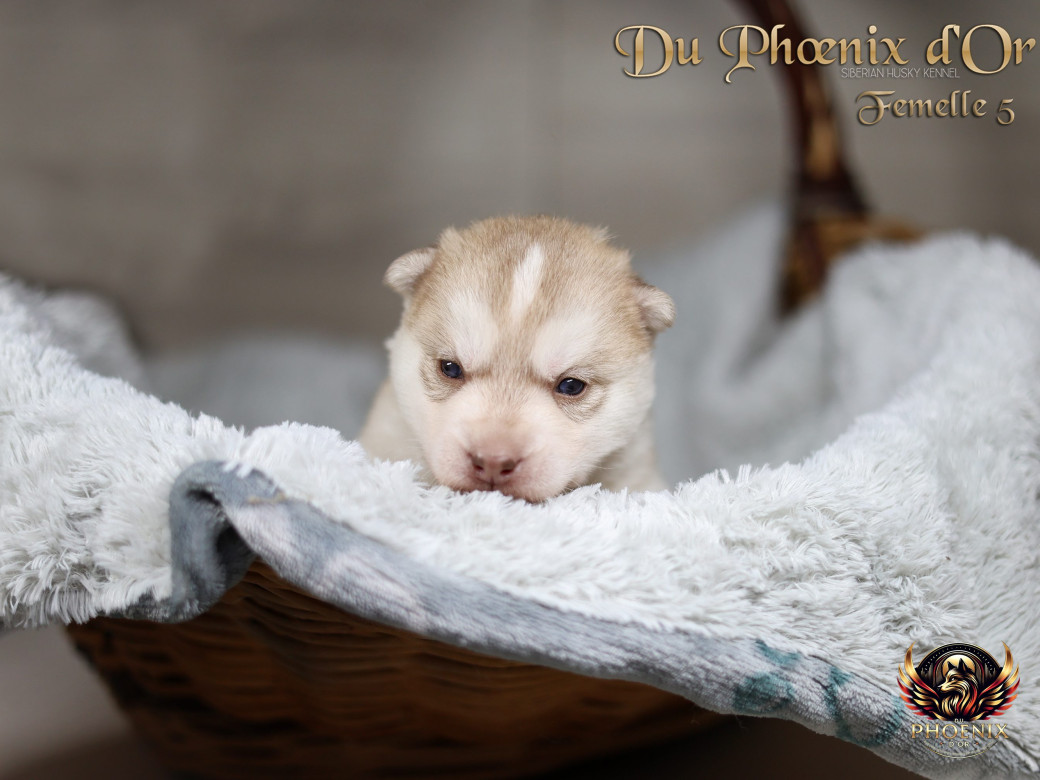 Photo 42 de Femelle 5 - Pandora x Moky (Janvier 2026)