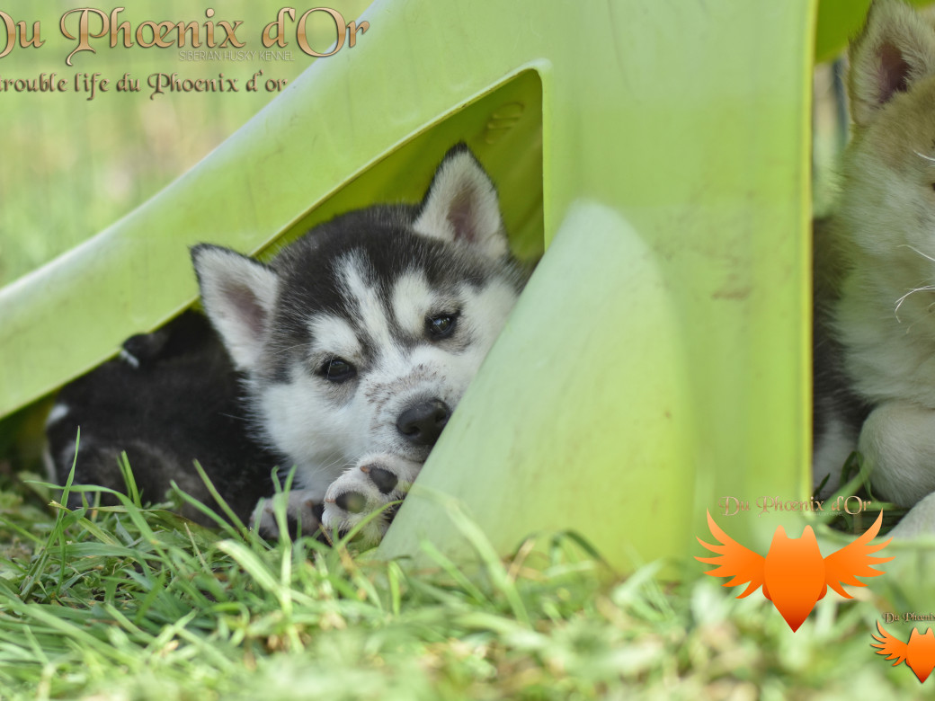 Picture of Untrouble life