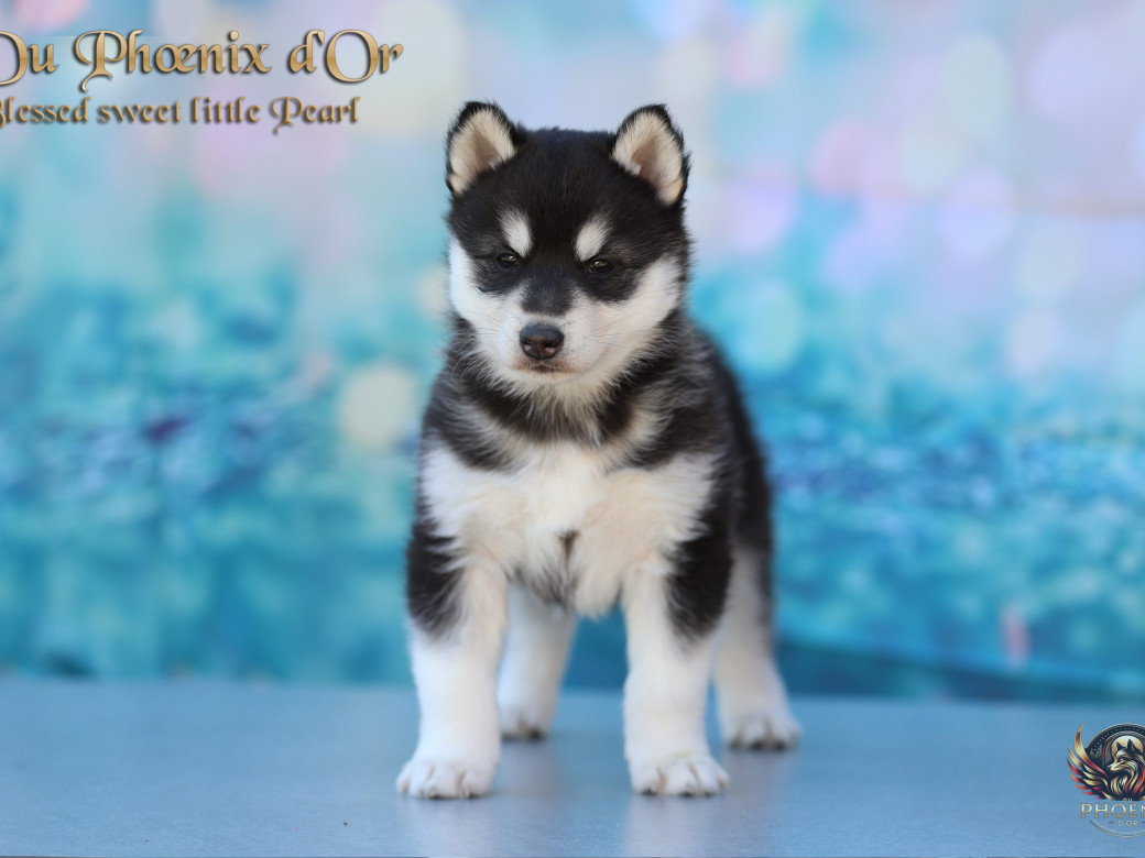 Photo 6 de Femelle 2 - Serena x Ragnar (Février 2026)