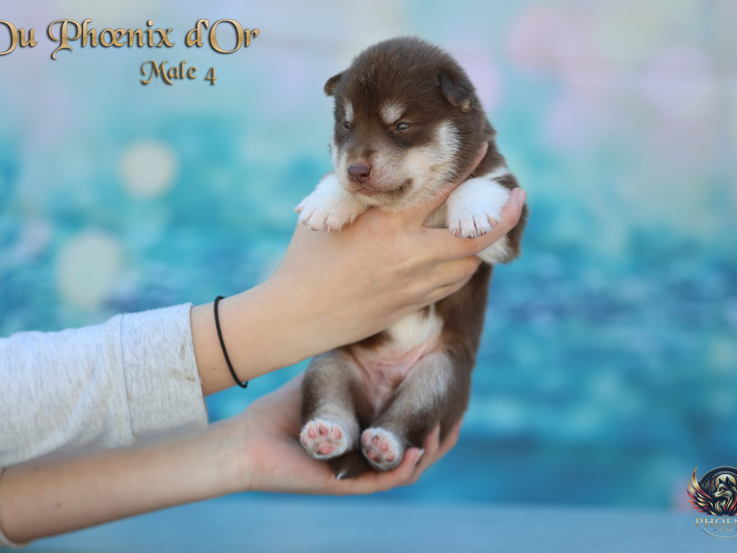 Photo 7 de Mâle 4 - Moon x Ultra (Mars 2026)