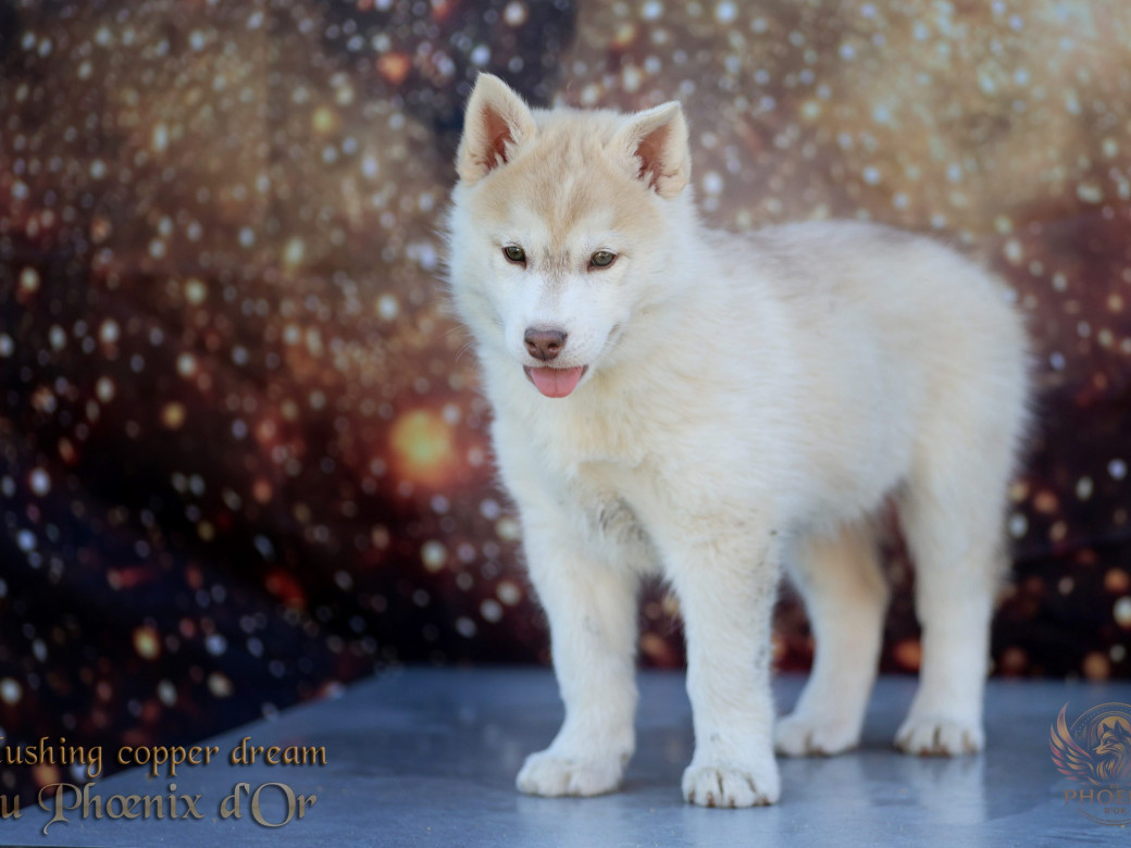 Photo 17 de Femelle 5 - Pandora x Moky (Janvier 2026)