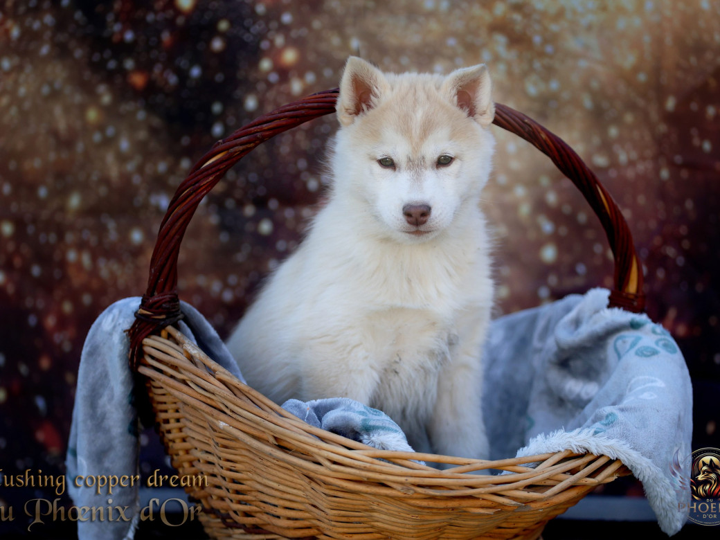 Photo 16 de Femelle 5 - Pandora x Moky (Janvier 2026)