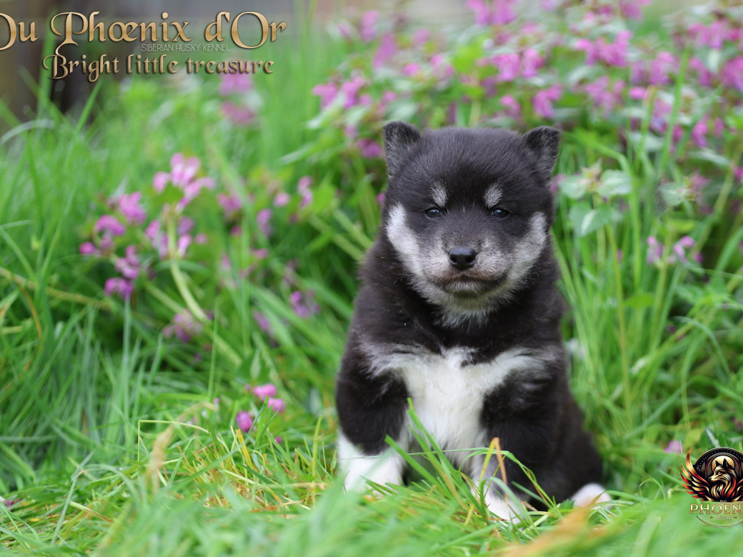 Photo 16 de Femelle 1 - Serena x Ragnar (Février 2026)