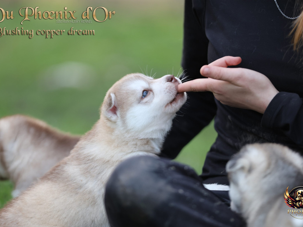 Photo 34 de Femelle 5 - Pandora x Moky (Janvier 2026)