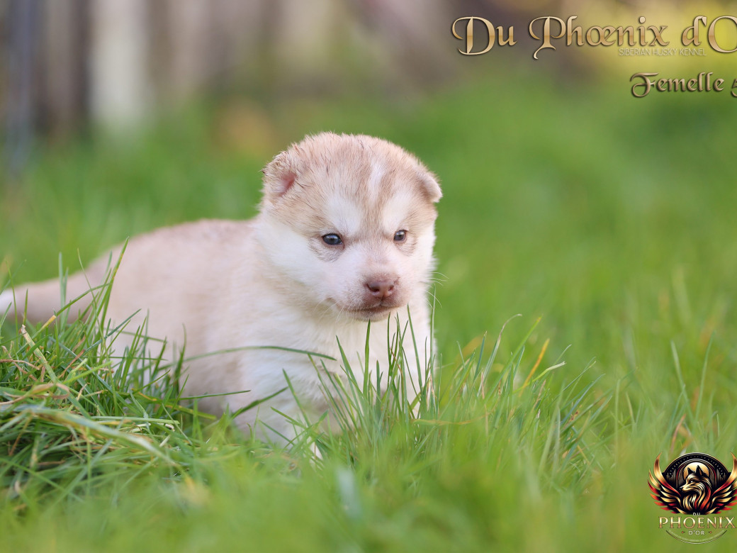 Photo 40 de Femelle 5 - Pandora x Moky (Janvier 2026)