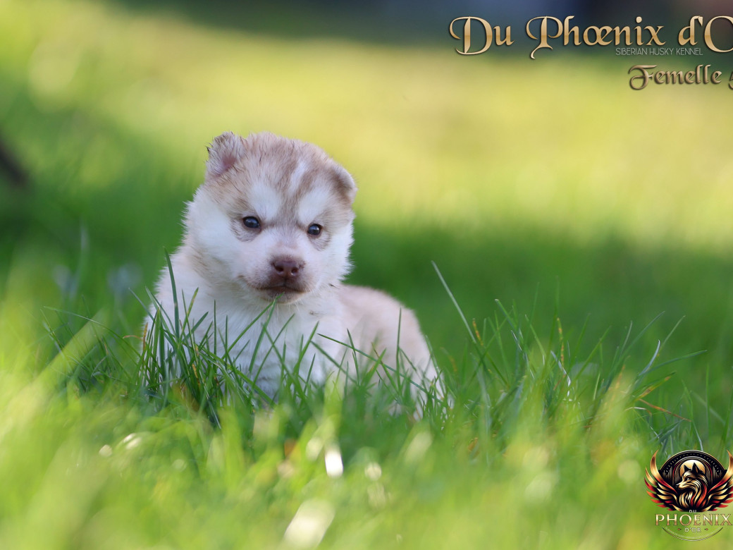 Photo 37 de Femelle 5 - Pandora x Moky (Janvier 2026)