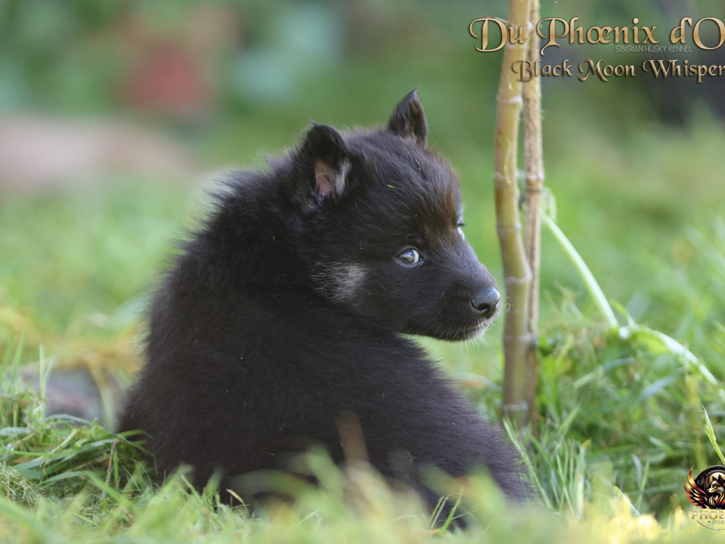 Photo 6 de Femelle 1 - Moon x Ultra (Mars 2026)