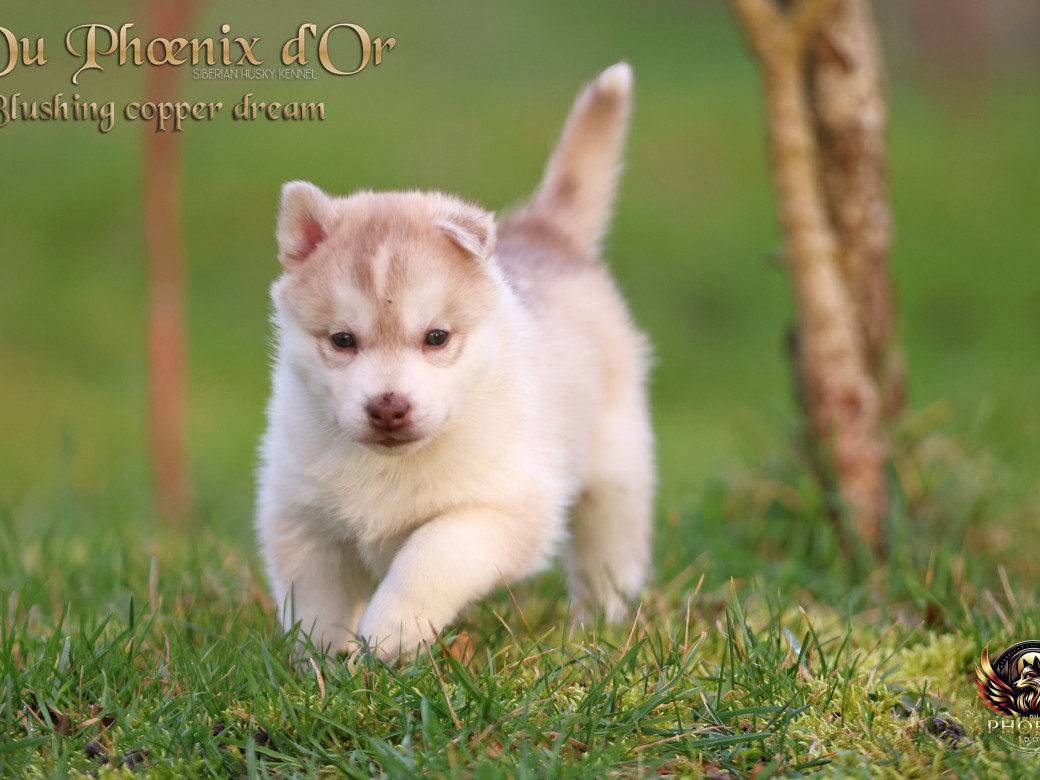 Photo 24 de Femelle 5 - Pandora x Moky (Janvier 2026)