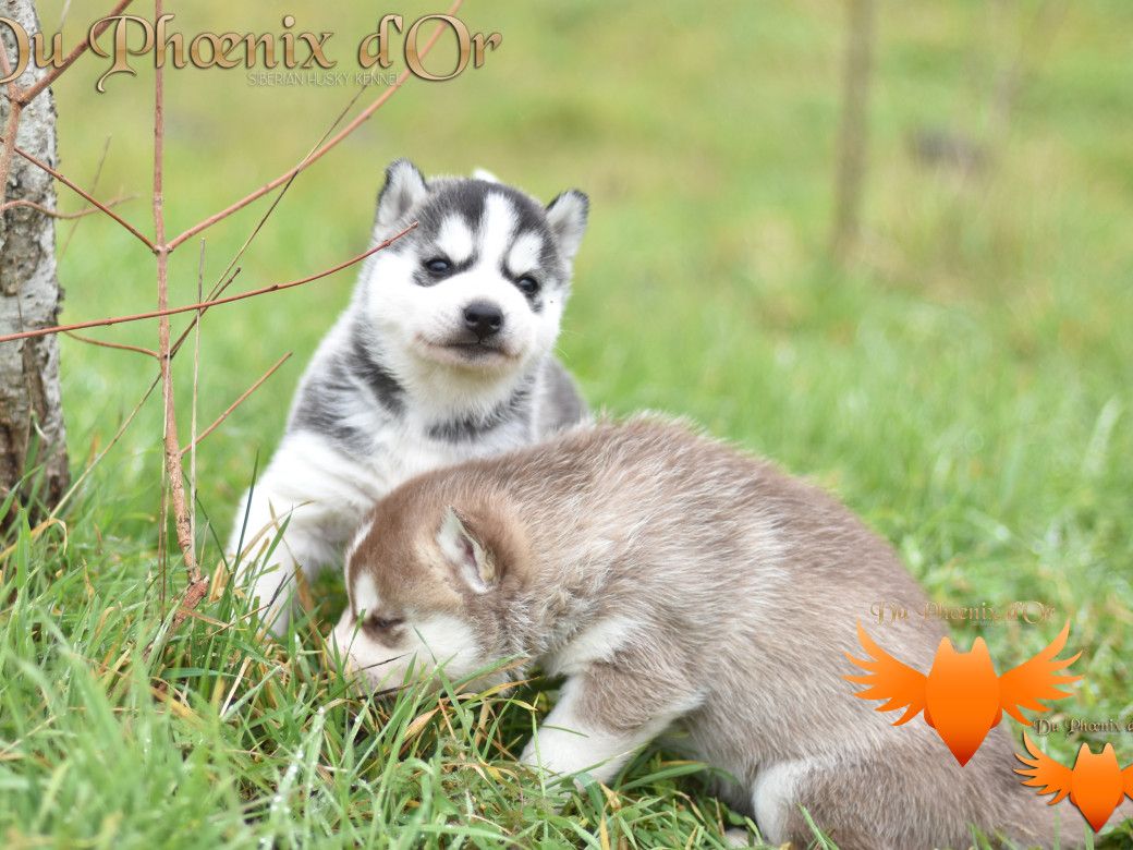 Picture of Untrouble life