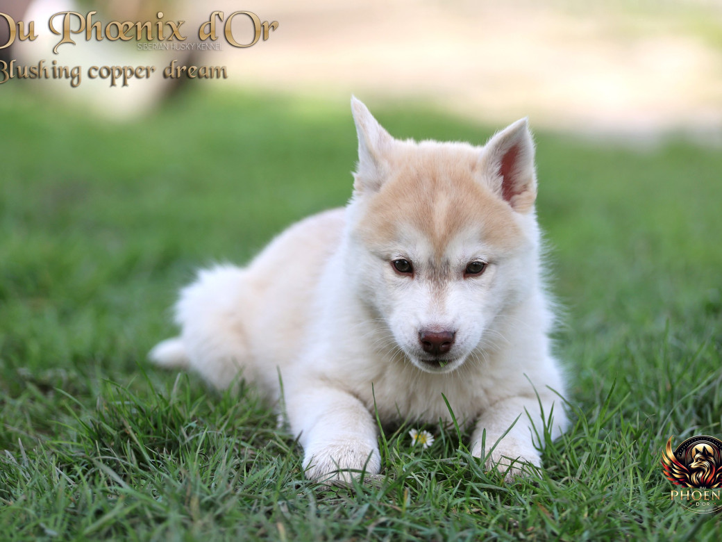 Photo 12 de Femelle 5 - Pandora x Moky (Janvier 2026)