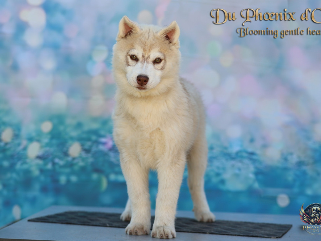 Photo 4 de Femelle 1 - Pandora x Moky (Janvier 2026)