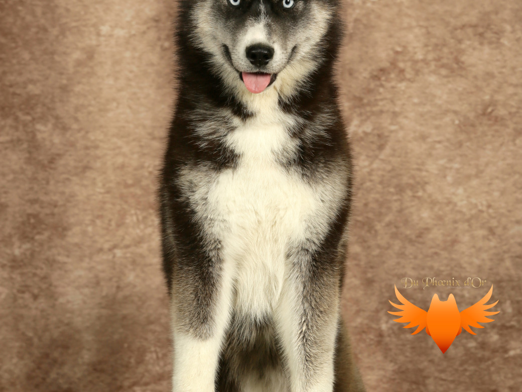 Picture of Uncover black pearl