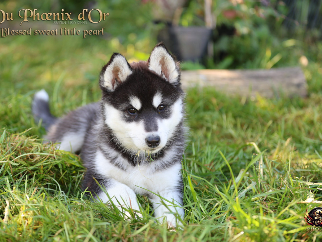 Photo 2 de Femelle 2 - Serena x Ragnar (Février 2026)