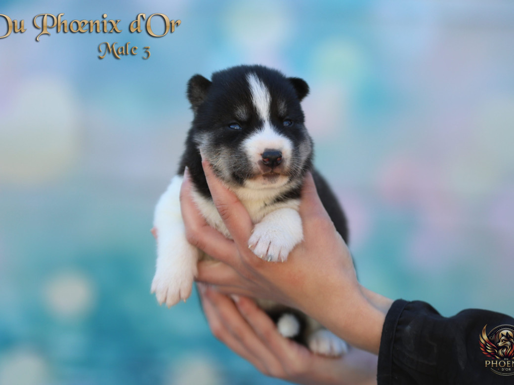 Photo 14 de Mâle 3 - Moon x Ultra (Mars 2026)