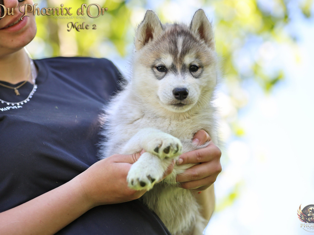 Picture of Mâle 1 - Shana x Unix (Mars 2026)